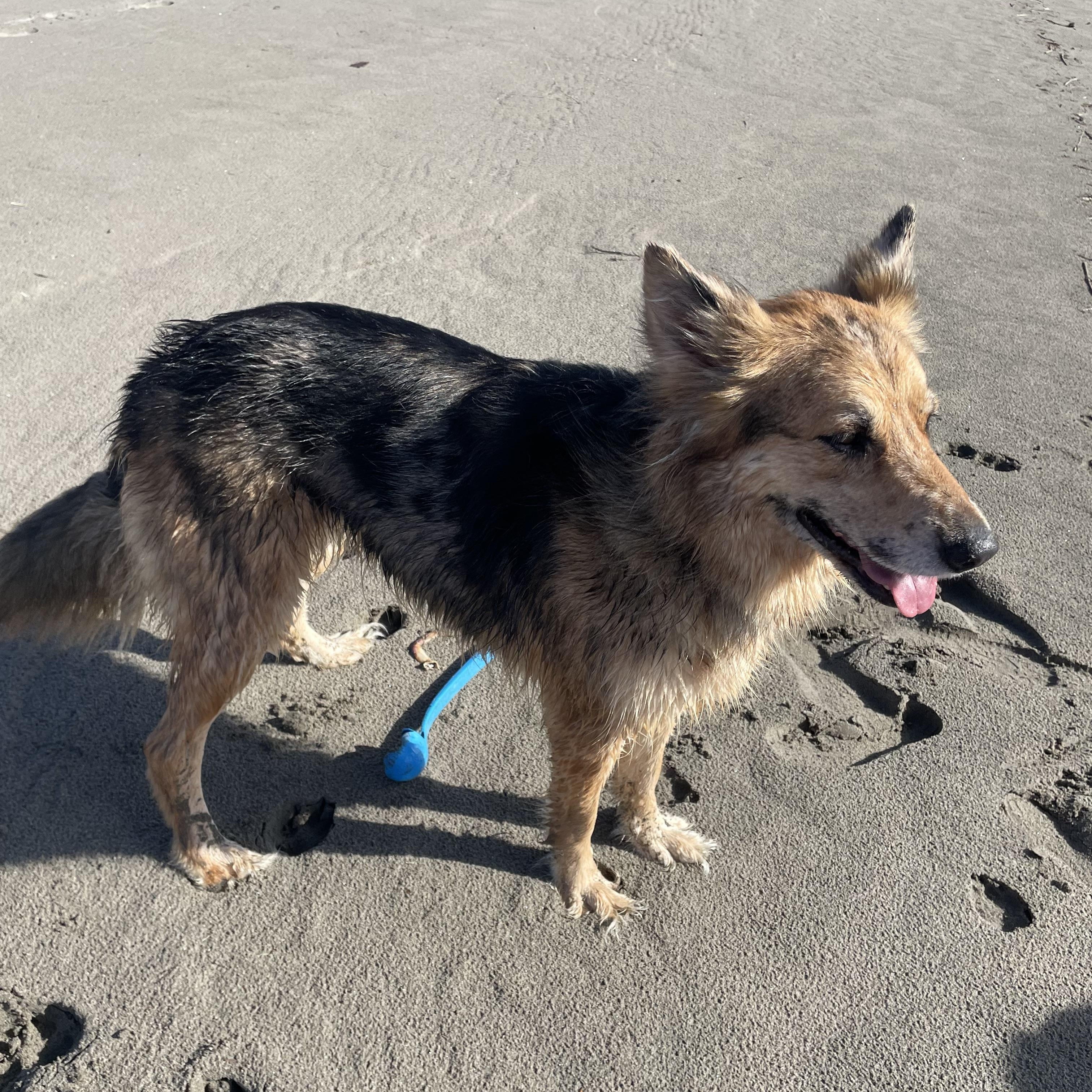 Enlarge Mavis, a ADOPTABLE mixed breed in Portland, OR image 5/5