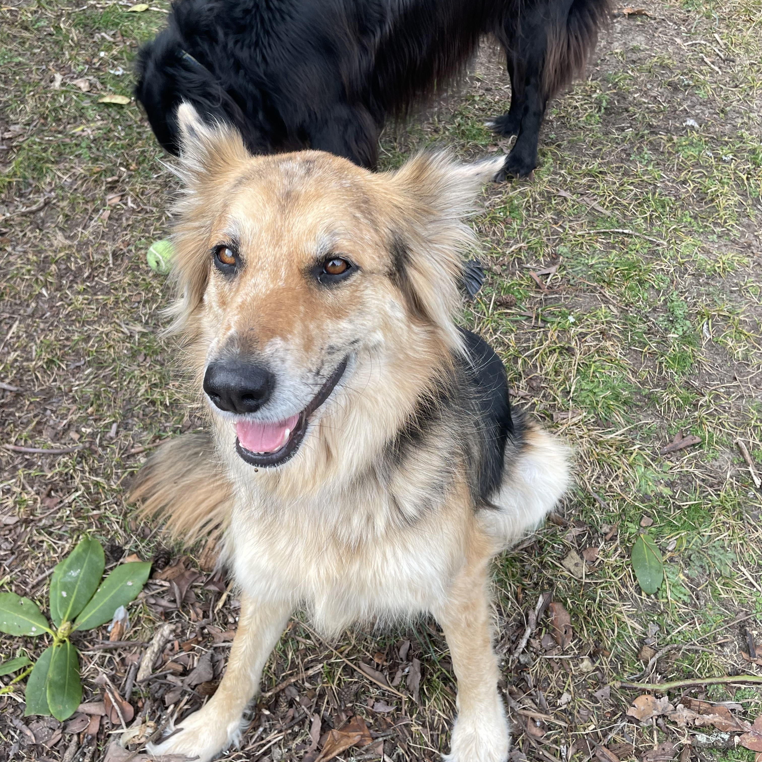 Enlarge Mavis, a ADOPTABLE mixed breed in Portland, OR image 2/5