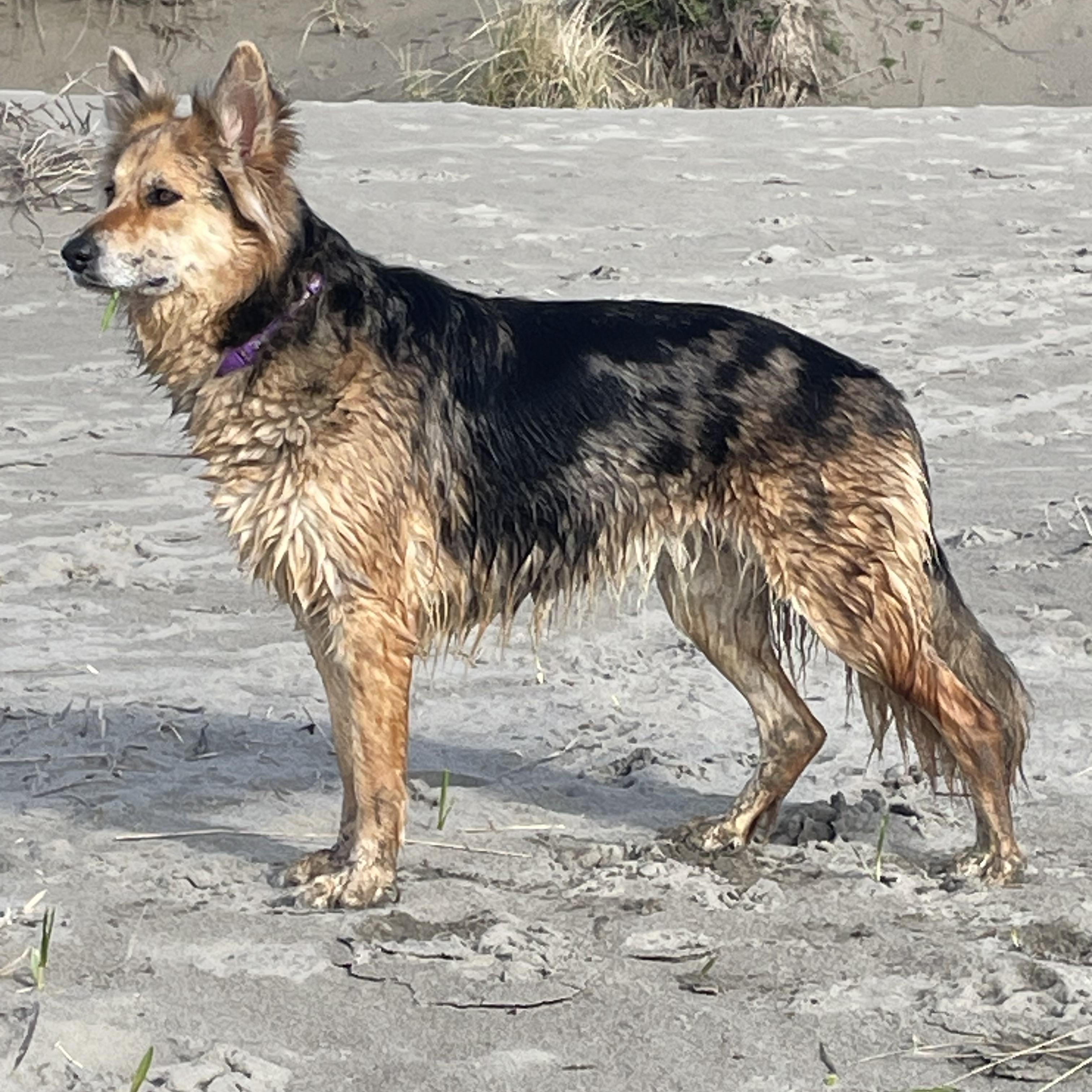 Enlarge Mavis, a ADOPTABLE mixed breed in Portland, OR image 3/5