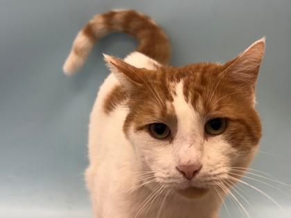 Enlarge Appa, a Adoptable mixed breed in Woodbury, MN image 1/1
