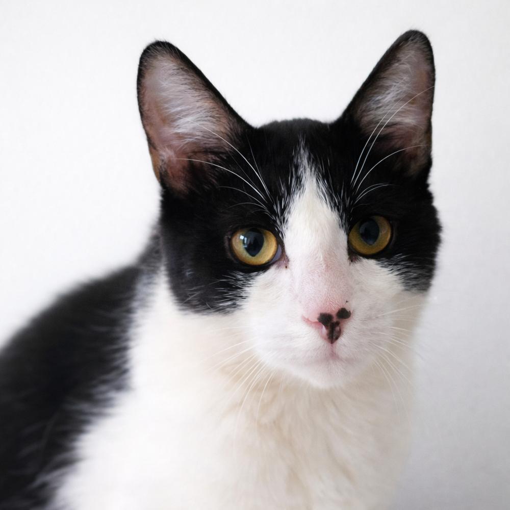 Enlarge Dex, a Adoptable Domestic Short Hair in Homer Glen, IL image 1/2