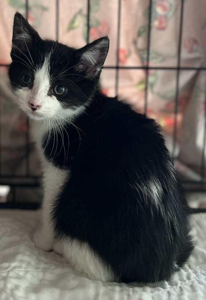 Dex, Adoptable, Young Male Domestic Short Hair.