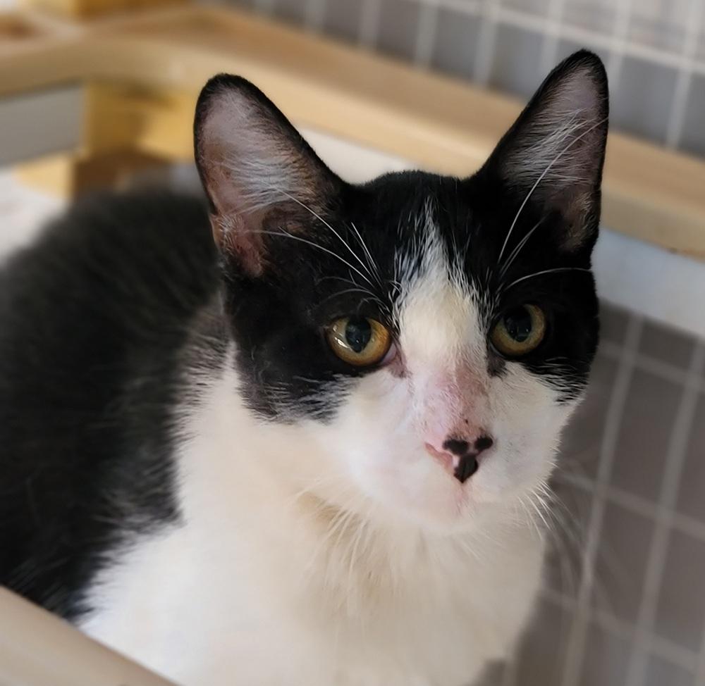 Enlarge Dex, a Adoptable Domestic Short Hair in Homer Glen, IL image 2/2