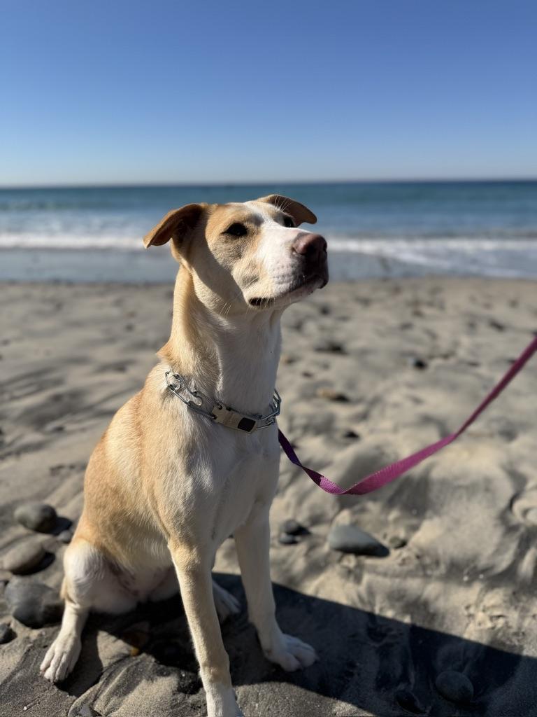 Enlarge Asha's Honor, a Adoptable mixed breed in San Diego, CA image 3/4