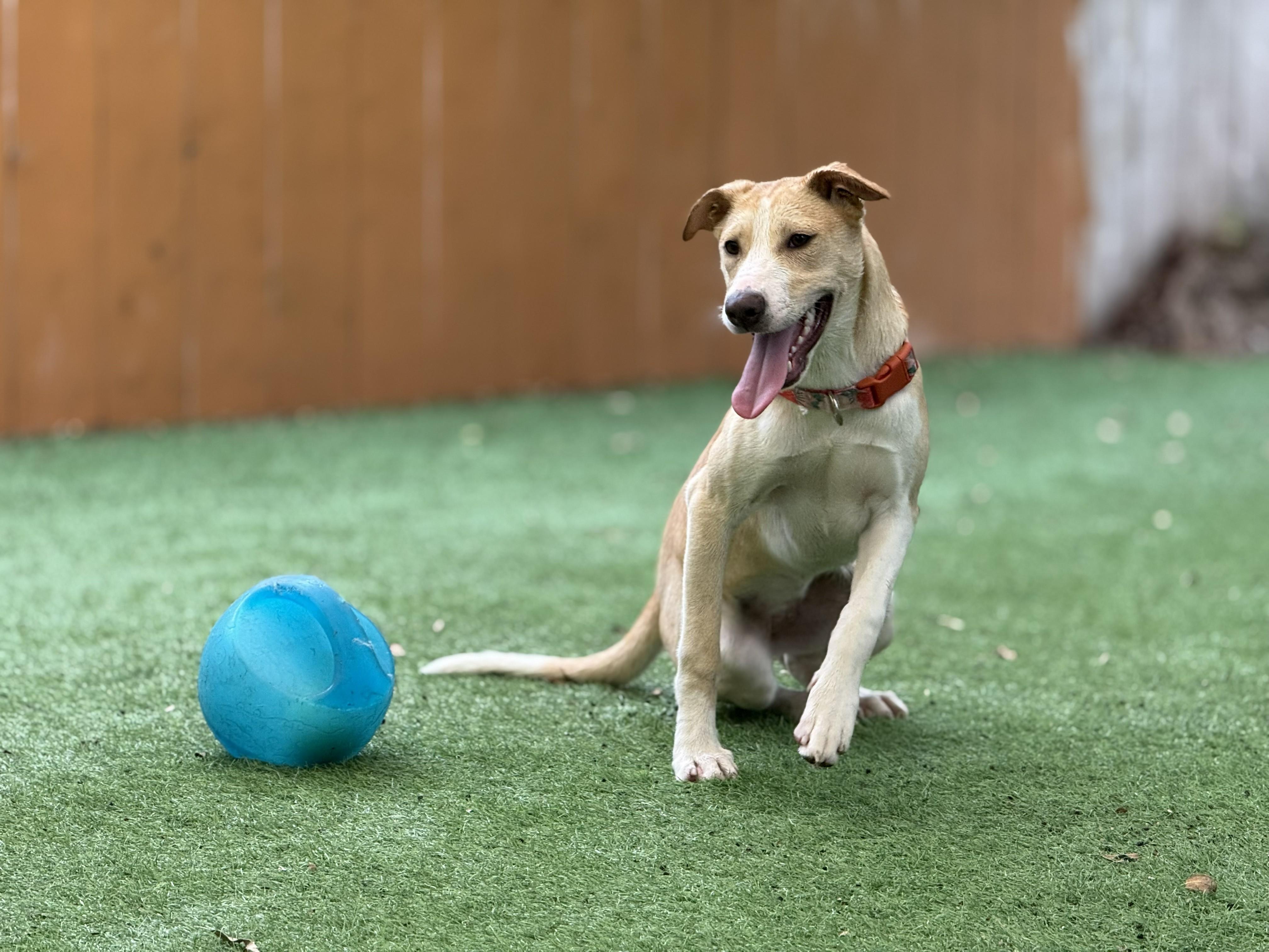 Enlarge Asha's Honor, a Adoptable mixed breed in San Diego, CA image 2/4