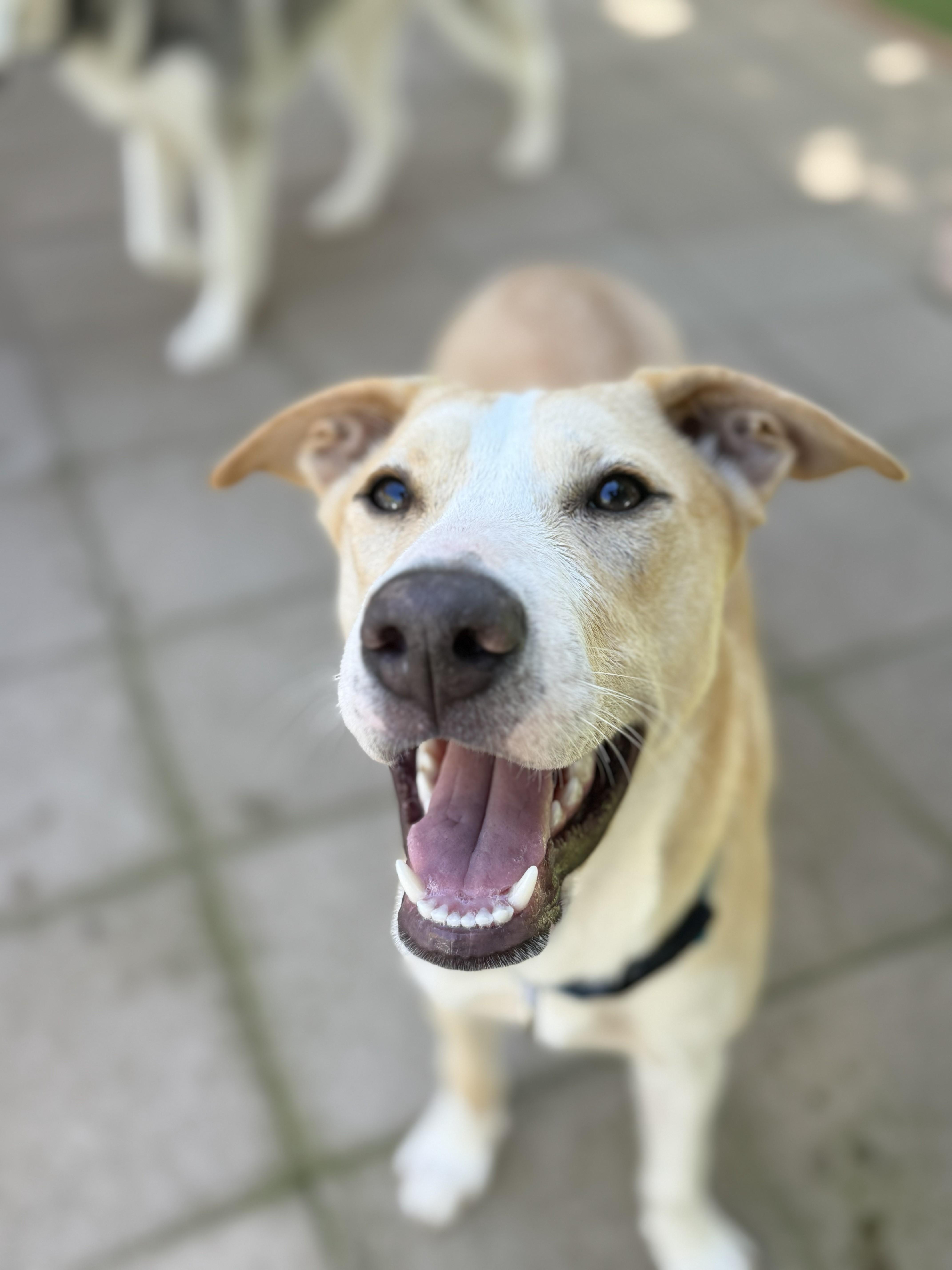 Asha's Honor, Adoptable, Adult Female Husky.