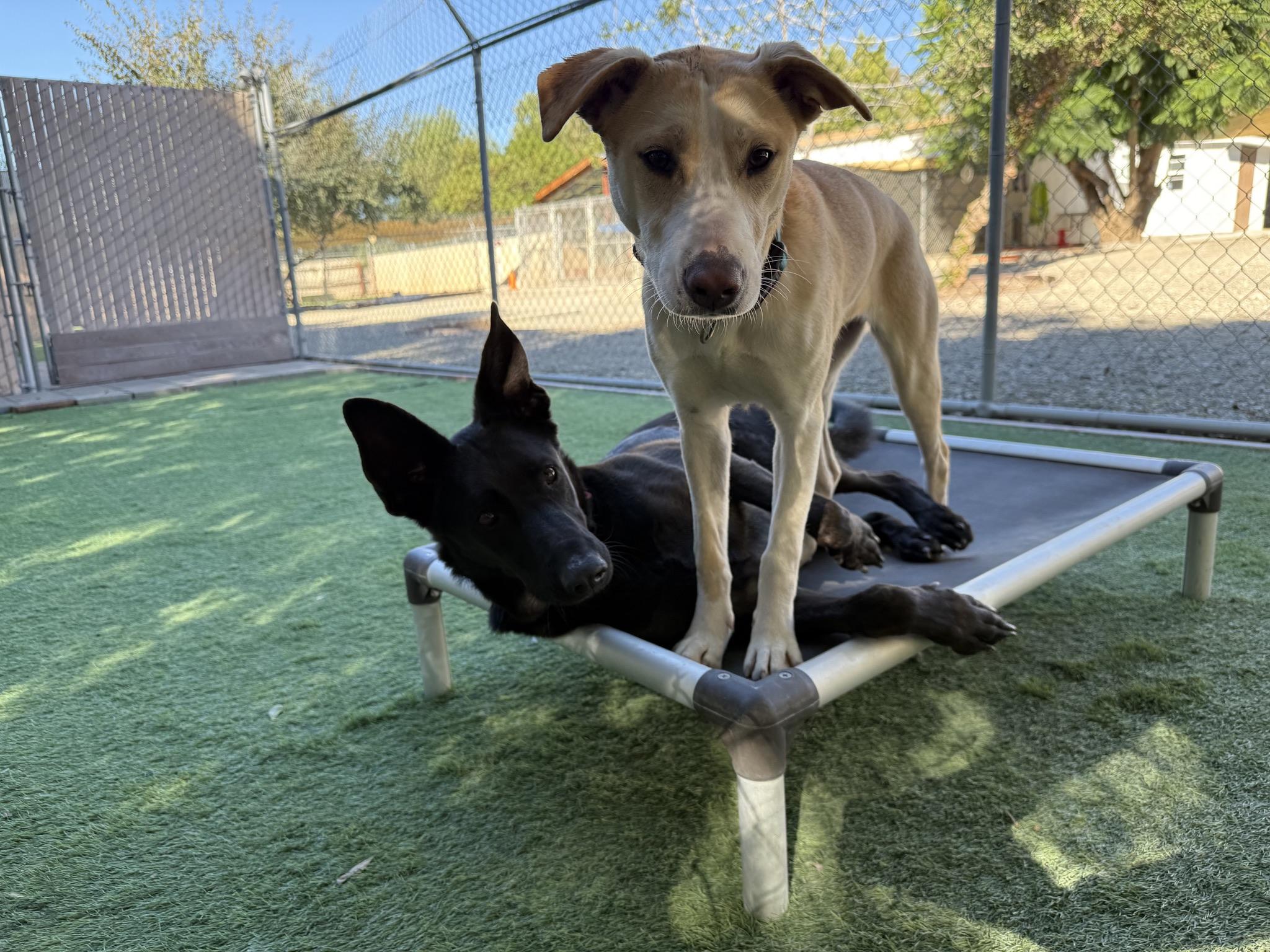 Enlarge Asha's Honor, a Adoptable mixed breed in San Diego, CA image 4/4