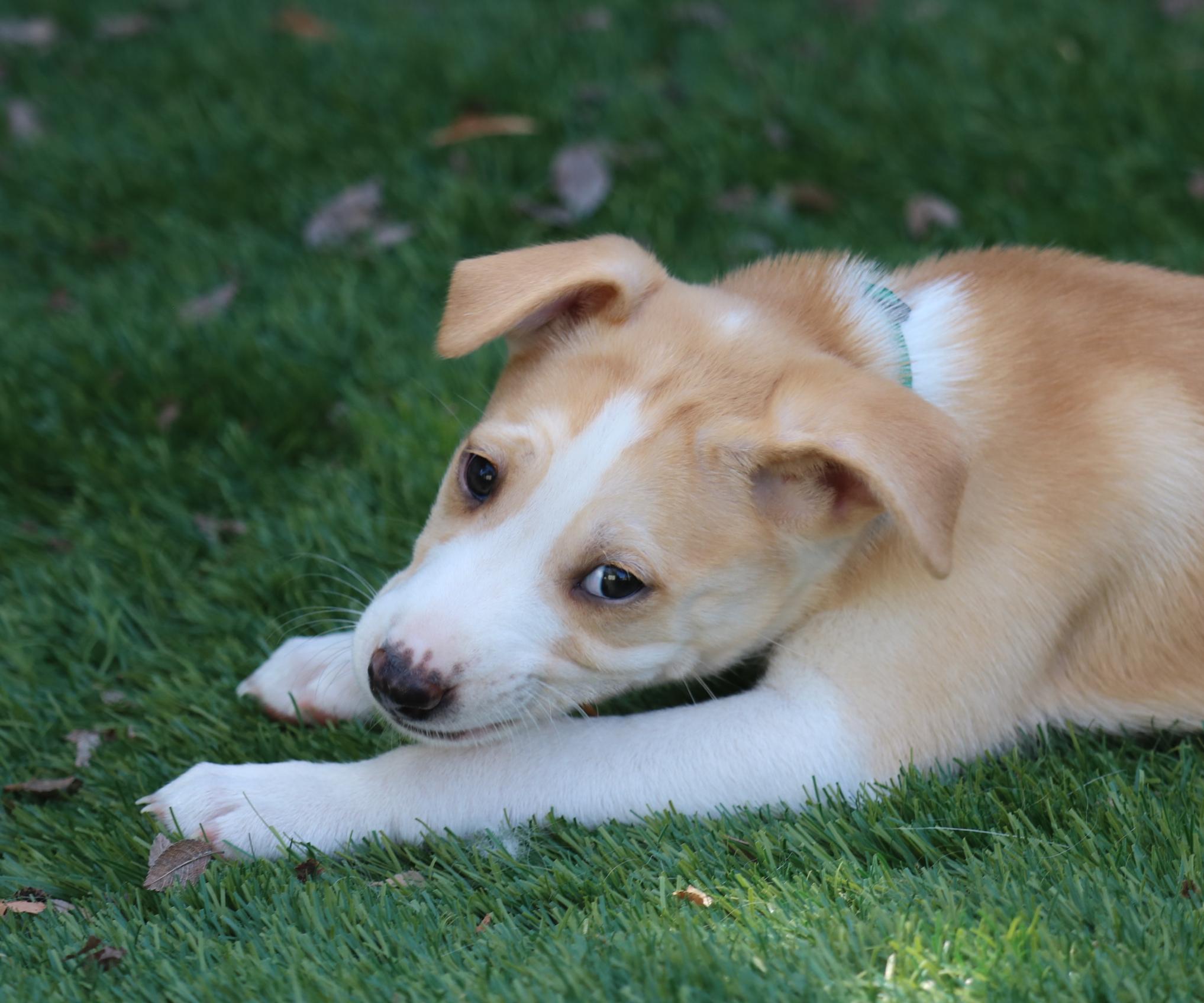 Enlarge Asha's Honor, a Adoptable mixed breed in San Diego, CA image 1/2