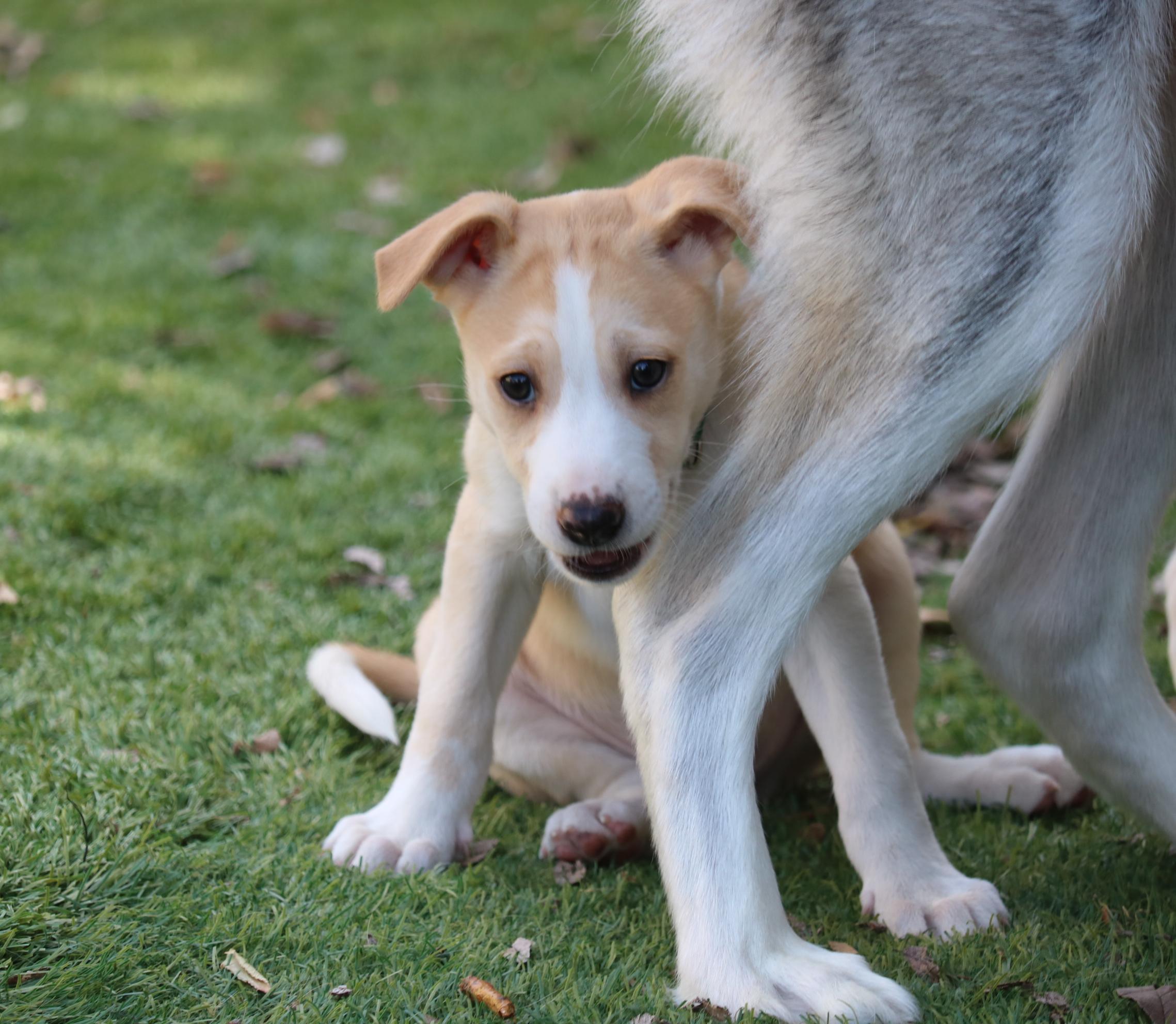 Asha's Honor, Adoptable, Puppy Female Husky.