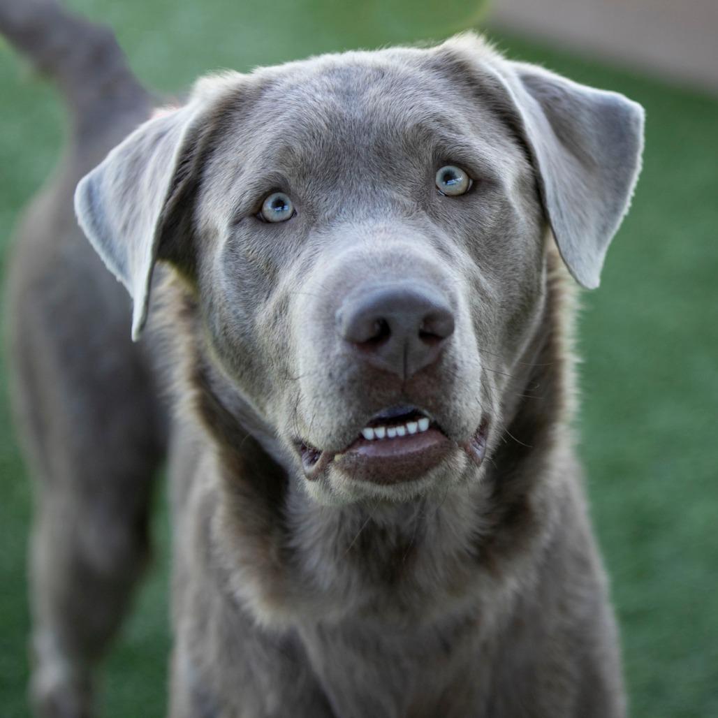Patron (F26-59), Adoptable, Adult Male Labrador Retriever.