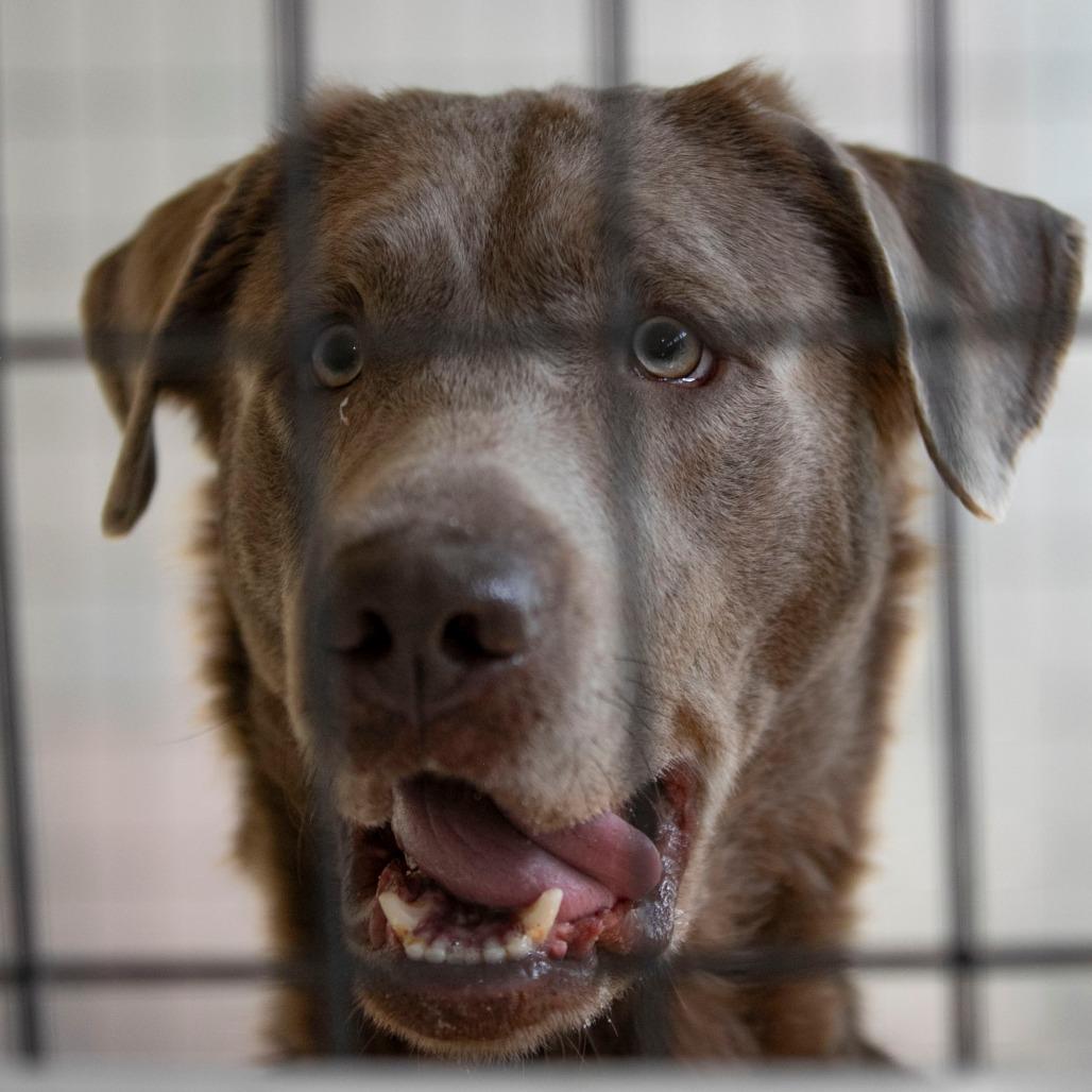 Enlarge Patron (F26-59), a Adoptable Labrador Retriever in Peyton, CO image 2/6