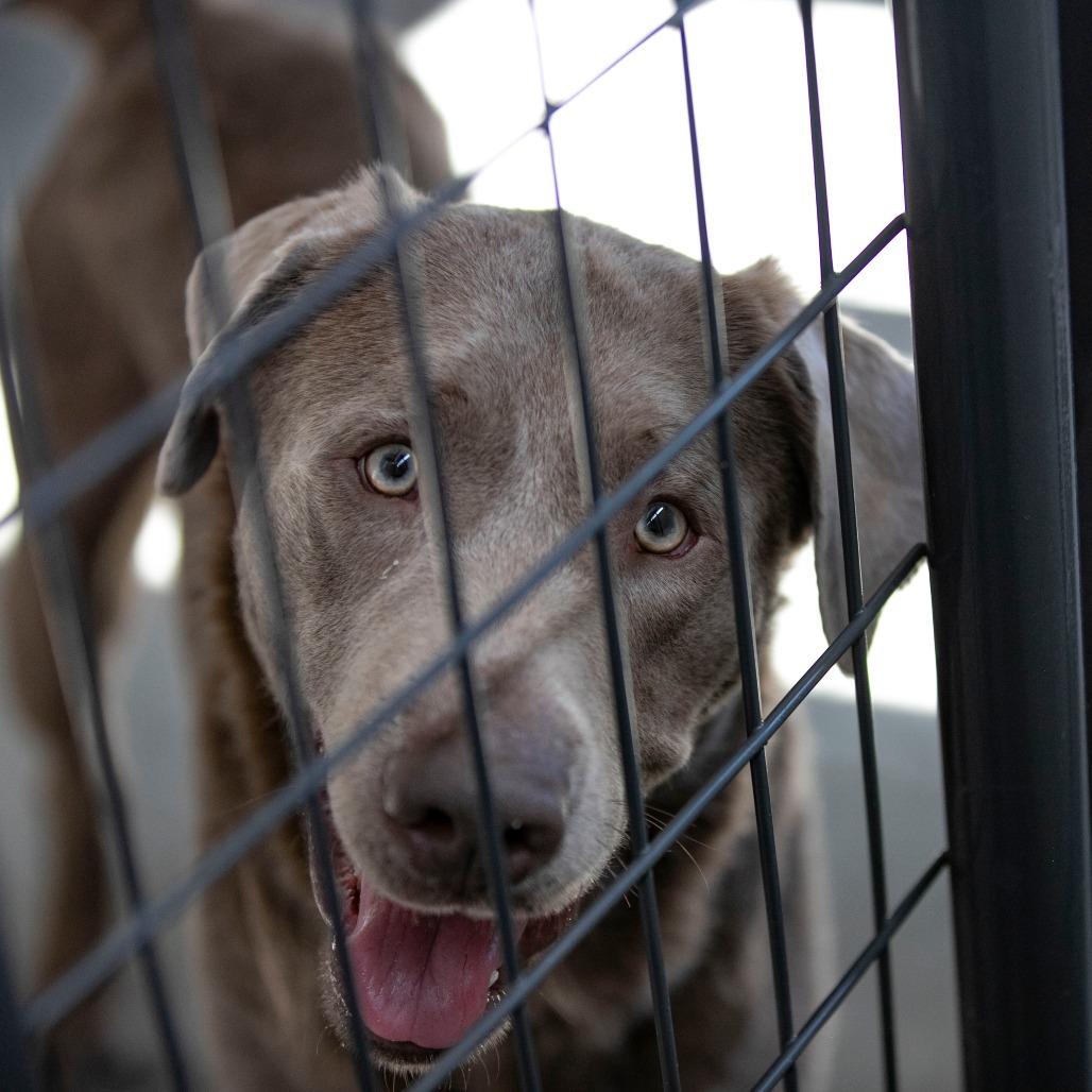 Enlarge Patron (F26-59), a Adoptable Labrador Retriever in Peyton, CO image 3/6