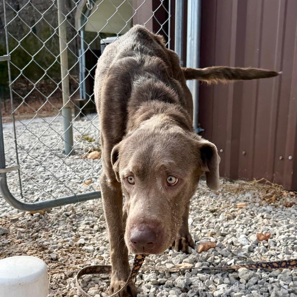 Enlarge Patron (F26-59), a Adoptable Labrador Retriever in Peyton, CO image 4/6