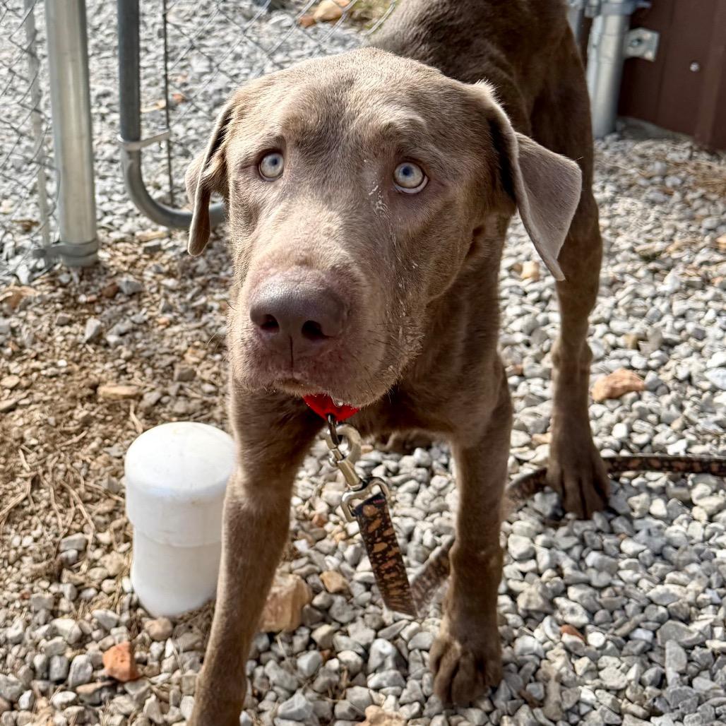 Enlarge Patron (F26-59), a Adoptable Labrador Retriever in Peyton, CO image 5/6