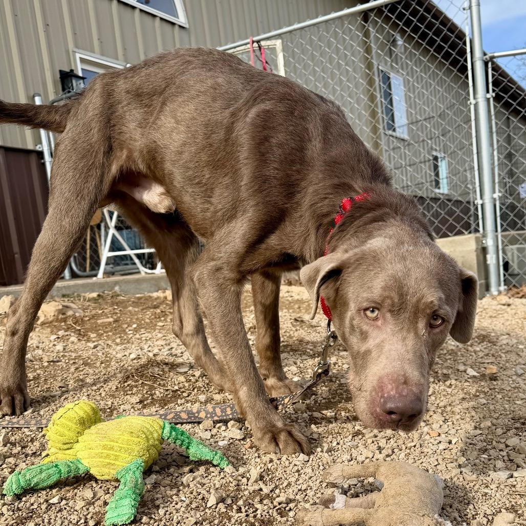 Enlarge Patron (F26-59), a Adoptable Labrador Retriever in Peyton, CO image 6/6