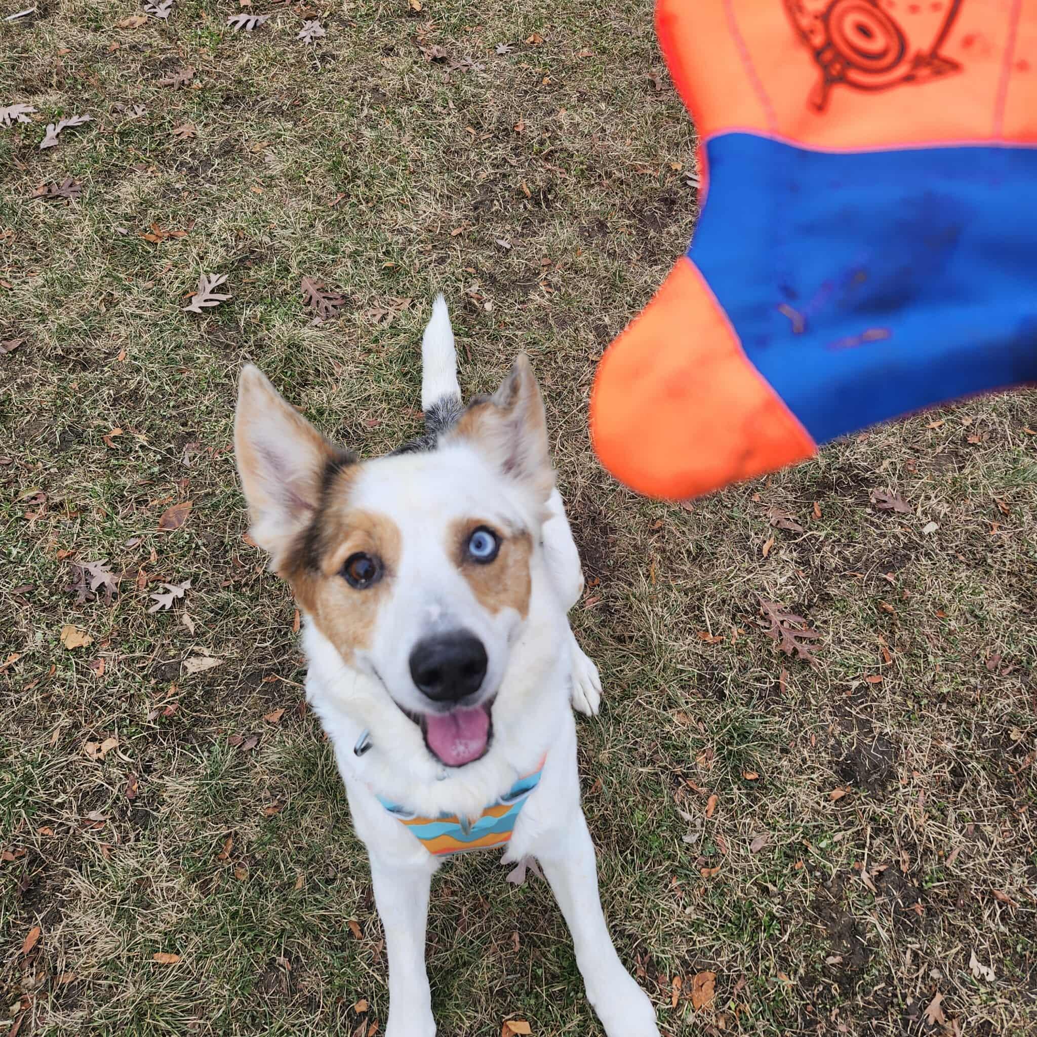 Bert, Adoptable, Senior Male Australian Shepherd.