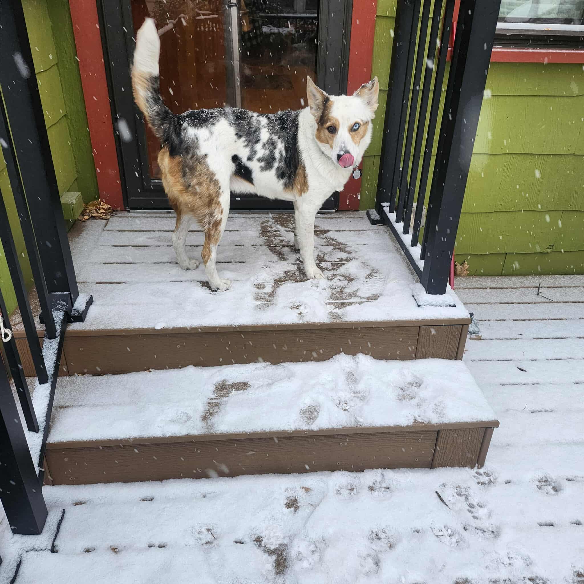 Bert, a Adoptable mixed breed in Whitewater, WI image 2/6