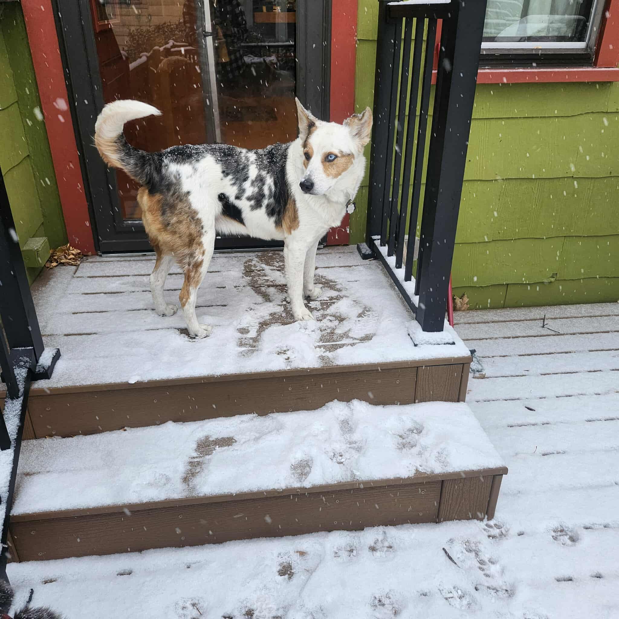 Bert, a Adoptable mixed breed in Whitewater, WI image 3/6