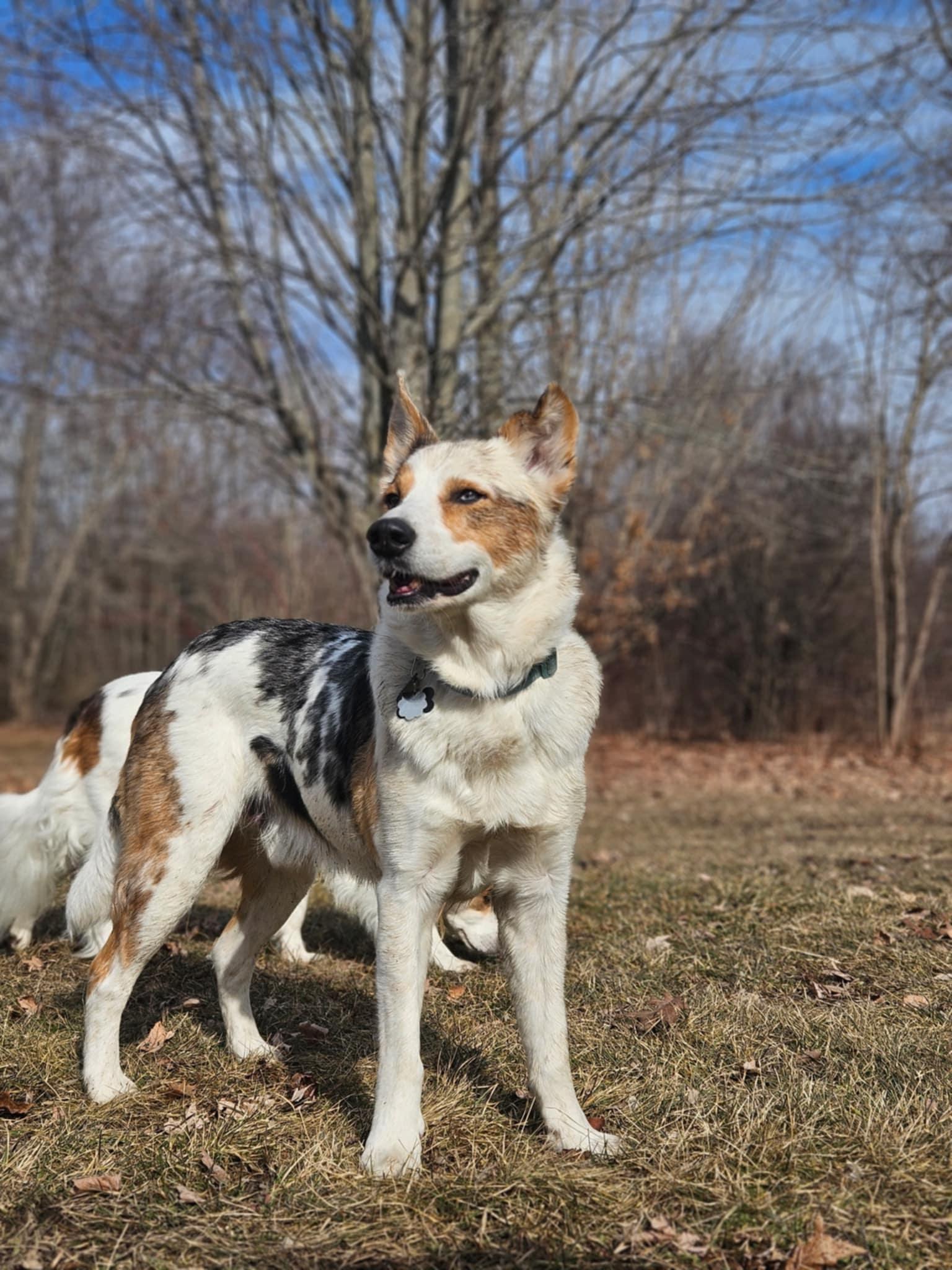 Bert, a Adoptable mixed breed in Whitewater, WI image 1/6