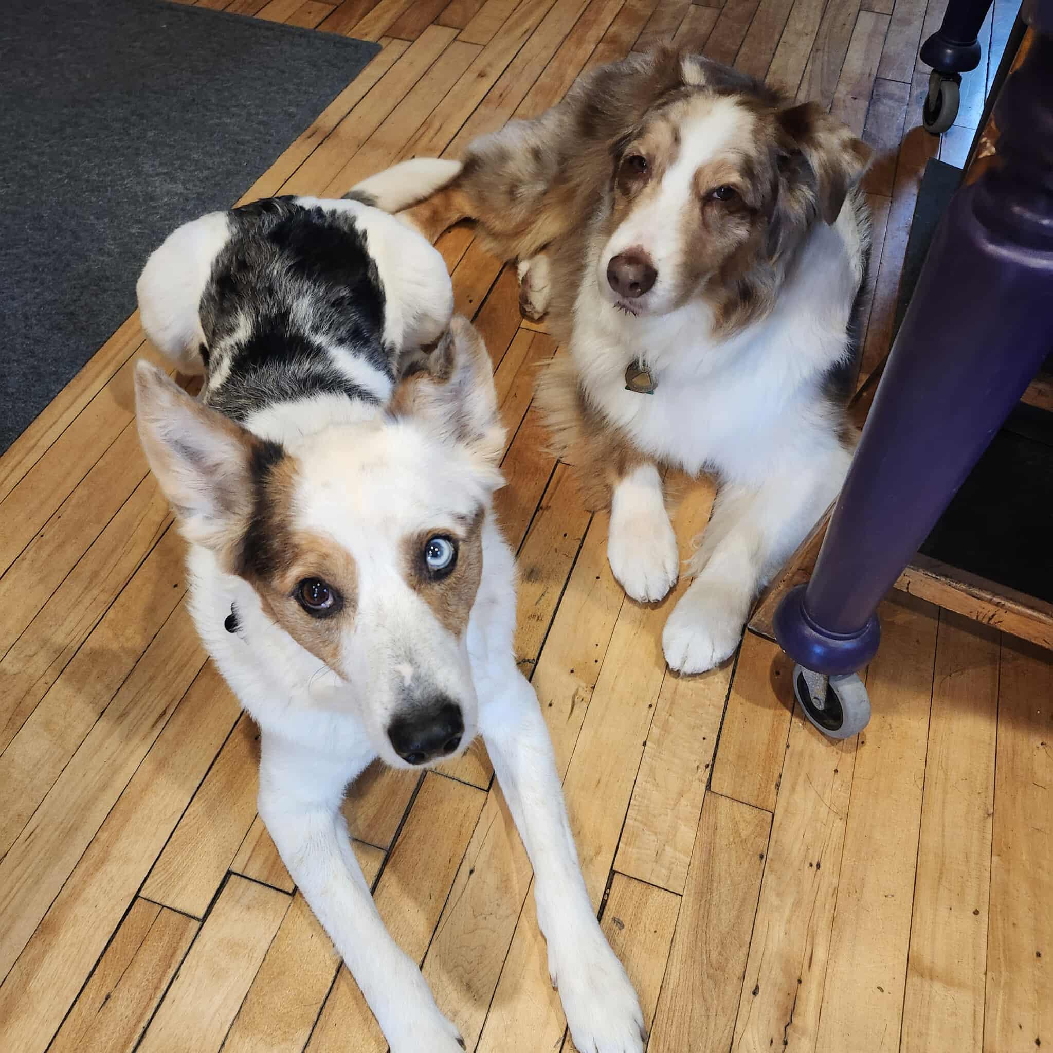 Bert — thumbnail 3