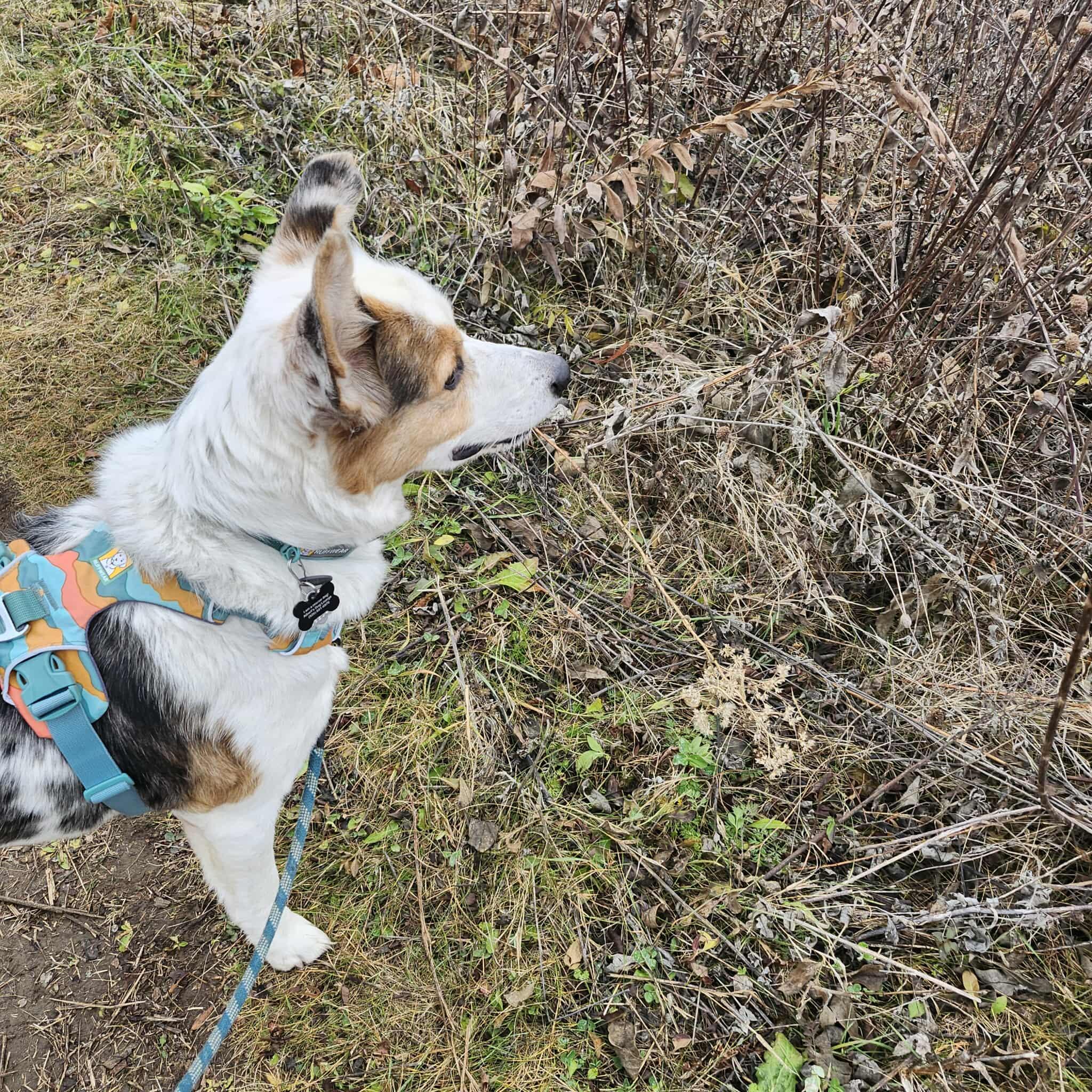 Bert, a Adoptable mixed breed in Whitewater, WI image 5/6