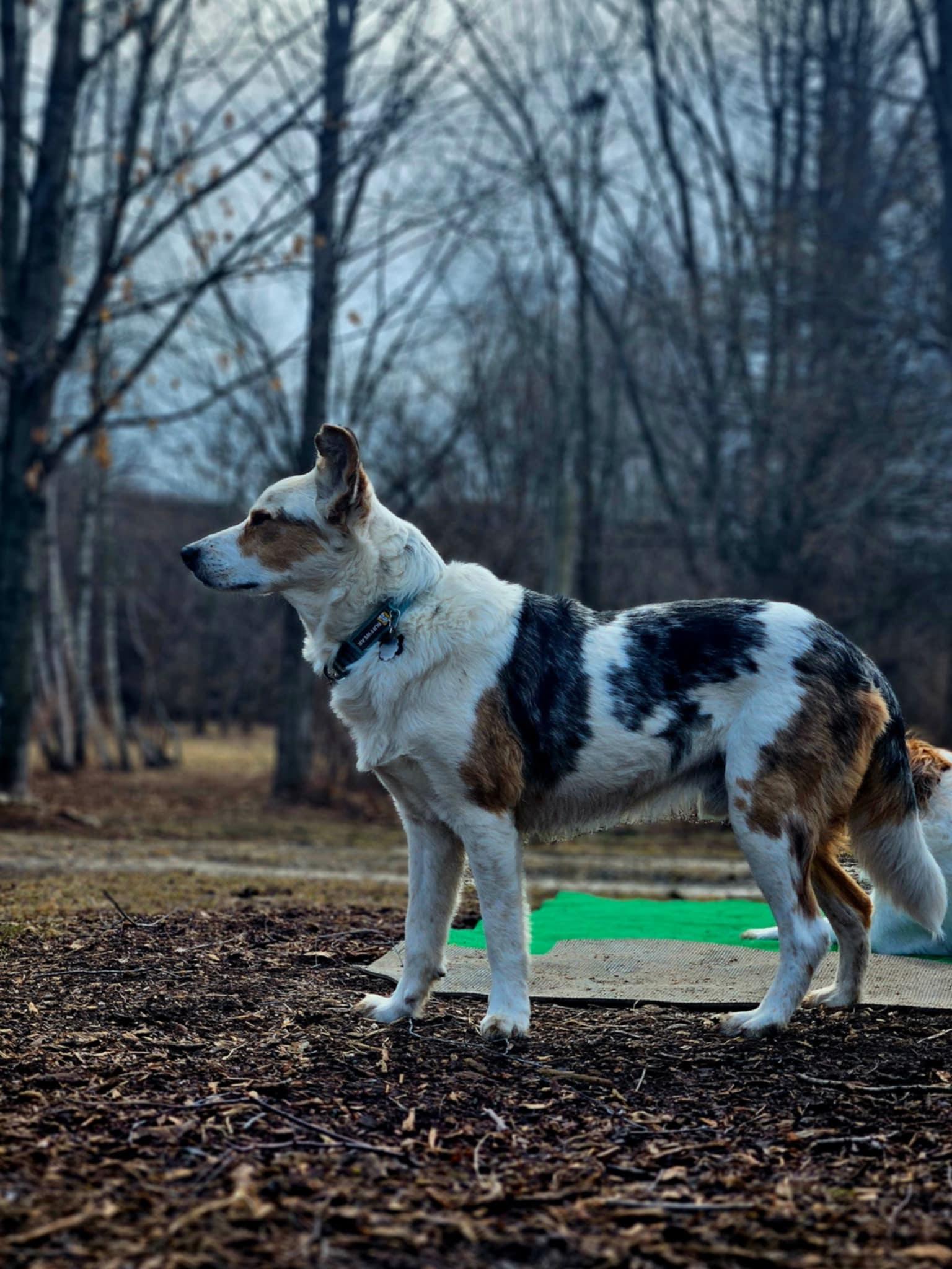 Bert, a Adoptable mixed breed in Whitewater, WI image 6/6