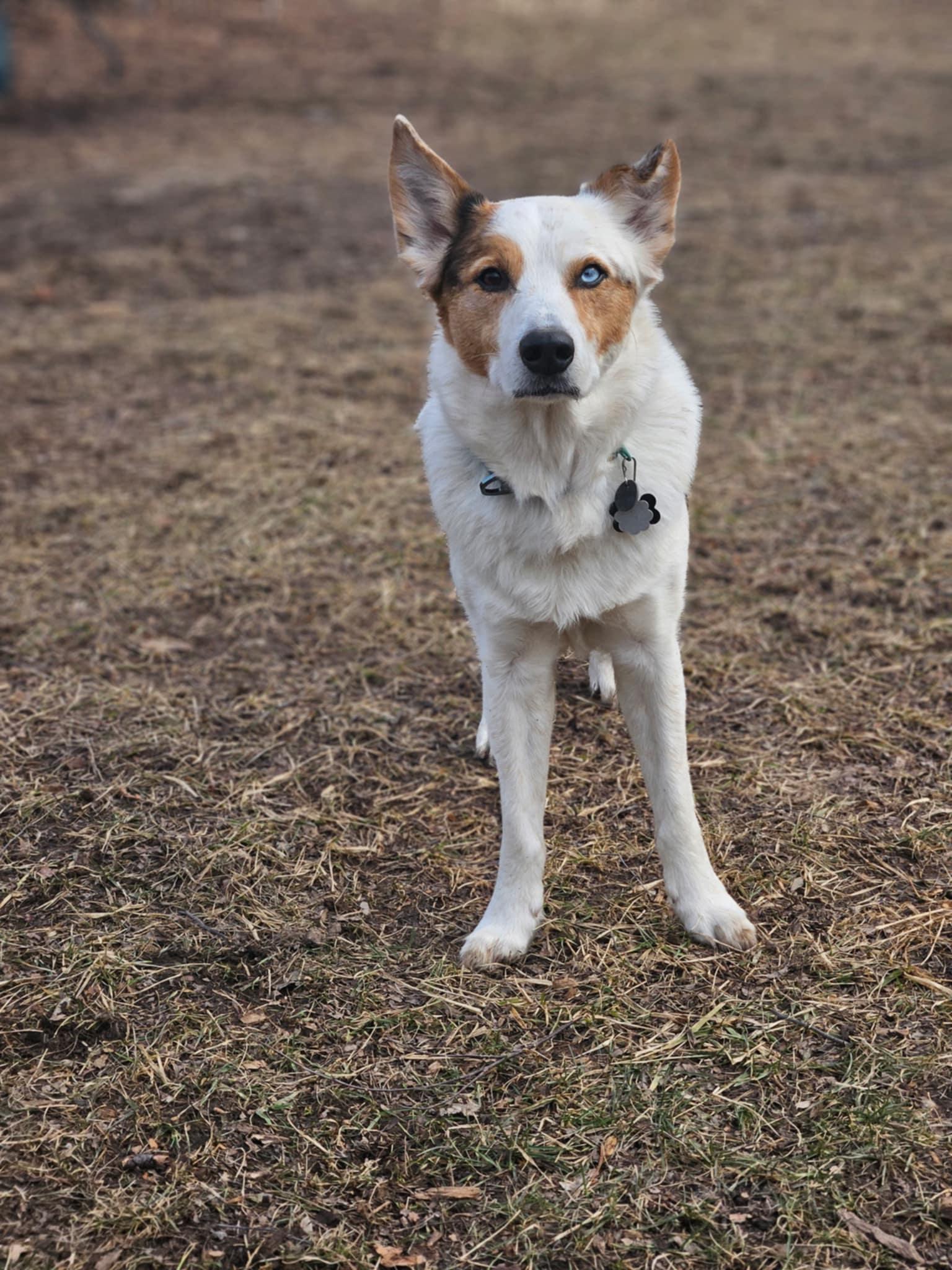 Bert, a Adoptable mixed breed in Whitewater, WI image 4/6