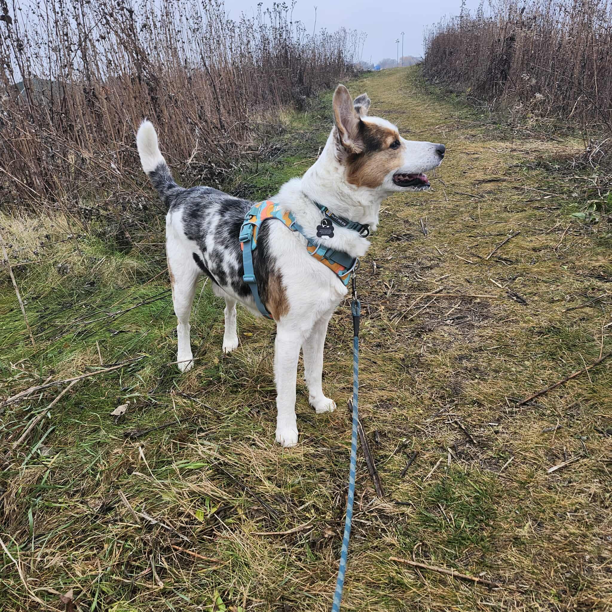 Bert — thumbnail 6