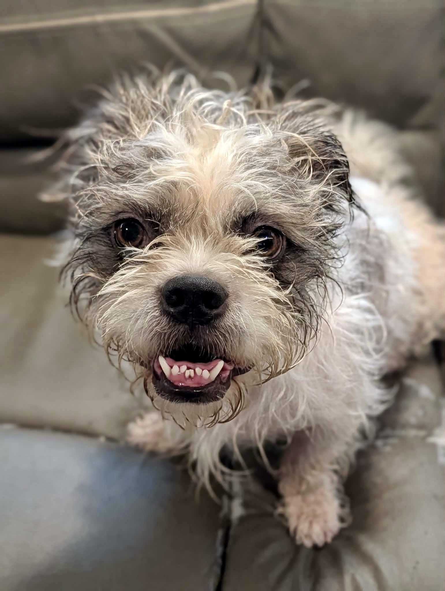 cooper, ADOPTABLE, Adult Male Shih Tzu.