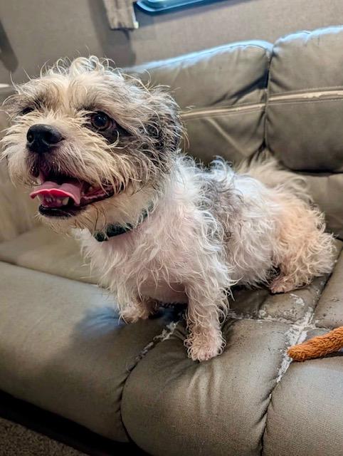 Enlarge cooper, a ADOPTABLE mixed breed in New Smyrna Beach, FL image 2/3