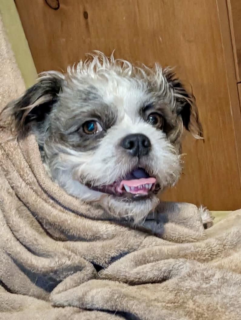 Enlarge cooper, a ADOPTABLE mixed breed in New Smyrna Beach, FL image 3/3