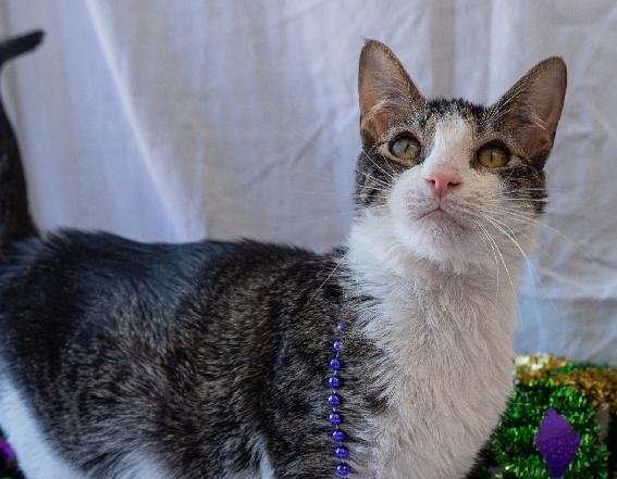 Enlarge Bridge, a Adoptable Domestic Short Hair in Lafayette, LA image 4/5