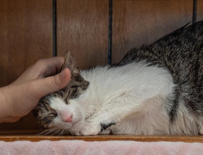 Enlarge Bridge, a Adoptable Domestic Short Hair in Lafayette, LA image 3/5