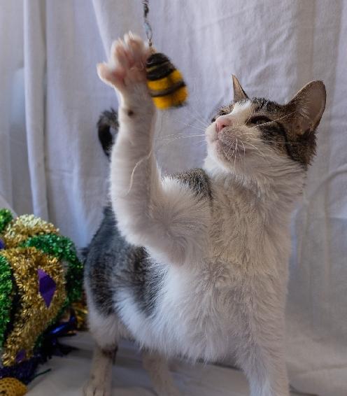 Enlarge Bridge, a Adoptable Domestic Short Hair in Lafayette, LA image 2/5