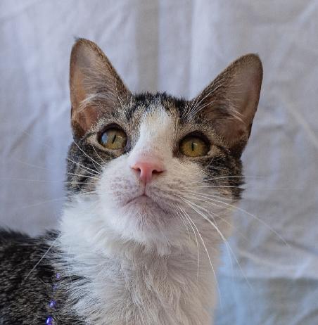 Enlarge Bridge, a Adoptable Domestic Short Hair in Lafayette, LA image 1/5