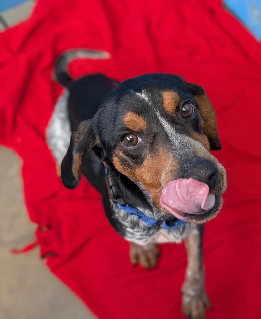 Bill - PENDING ADOPTION, Adoptable, Young Male Bluetick Coonhound & Beagle.