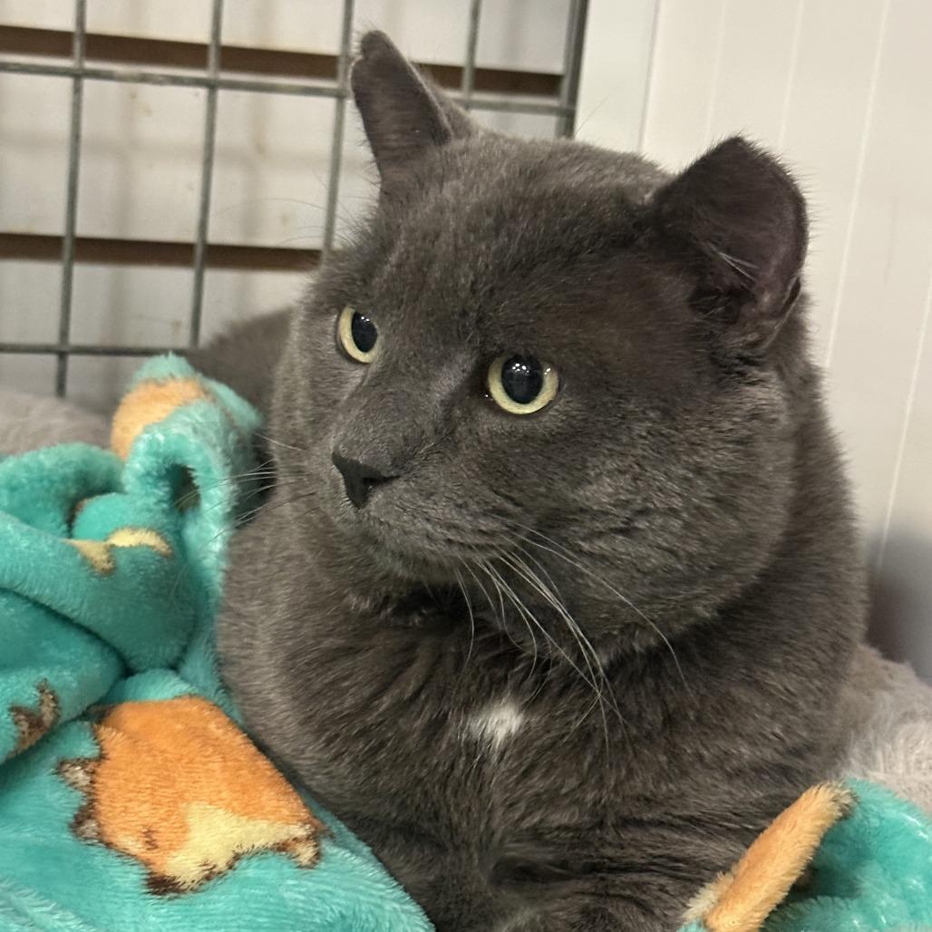 Henry, Adoptable, Adult Male Domestic Short Hair.