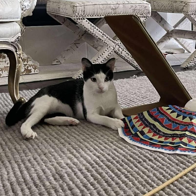 Enlarge Moon, a Adoptable Domestic Short Hair in Allen, TX image 2/6