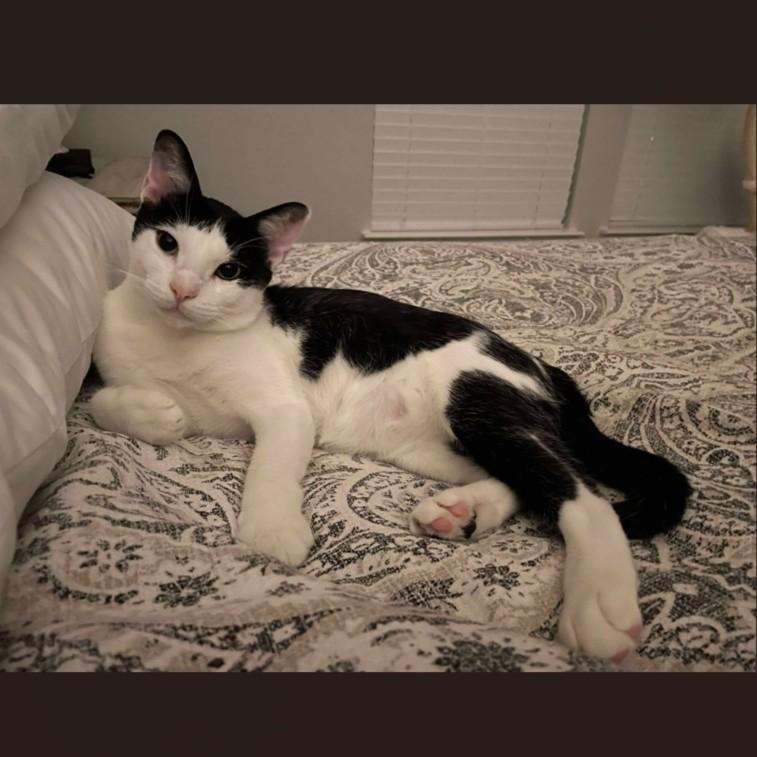 Moon, Adoptable, Young Male Domestic Short Hair.