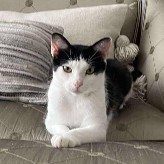 Enlarge Moon, a Adoptable Domestic Short Hair in Allen, TX image 4/6