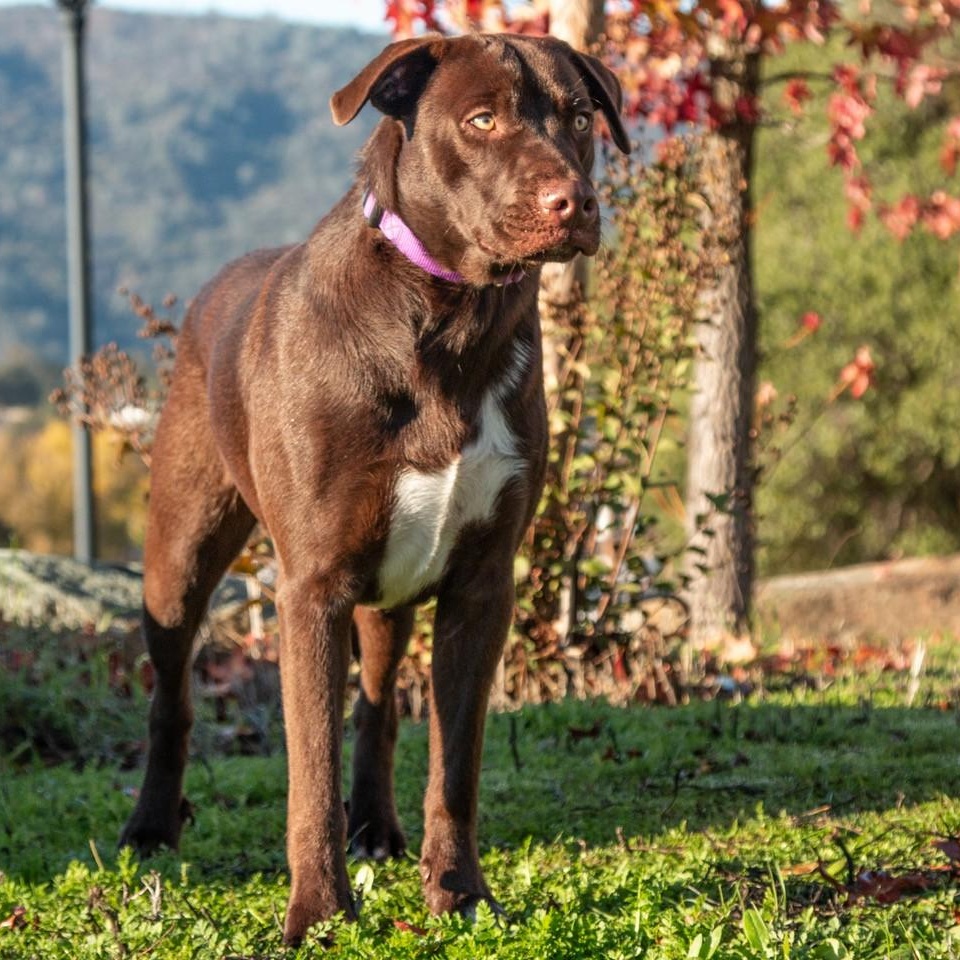 Tootsie Roll, ADOPTABLE, Young Male Border Collie & Pit Bull Terrier.