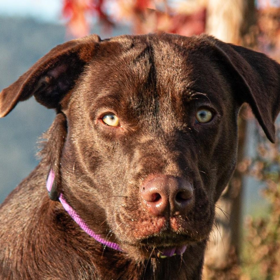 Enlarge Tootsie Roll, a ADOPTABLE mixed breed in San Andreas, CA image 2/2
