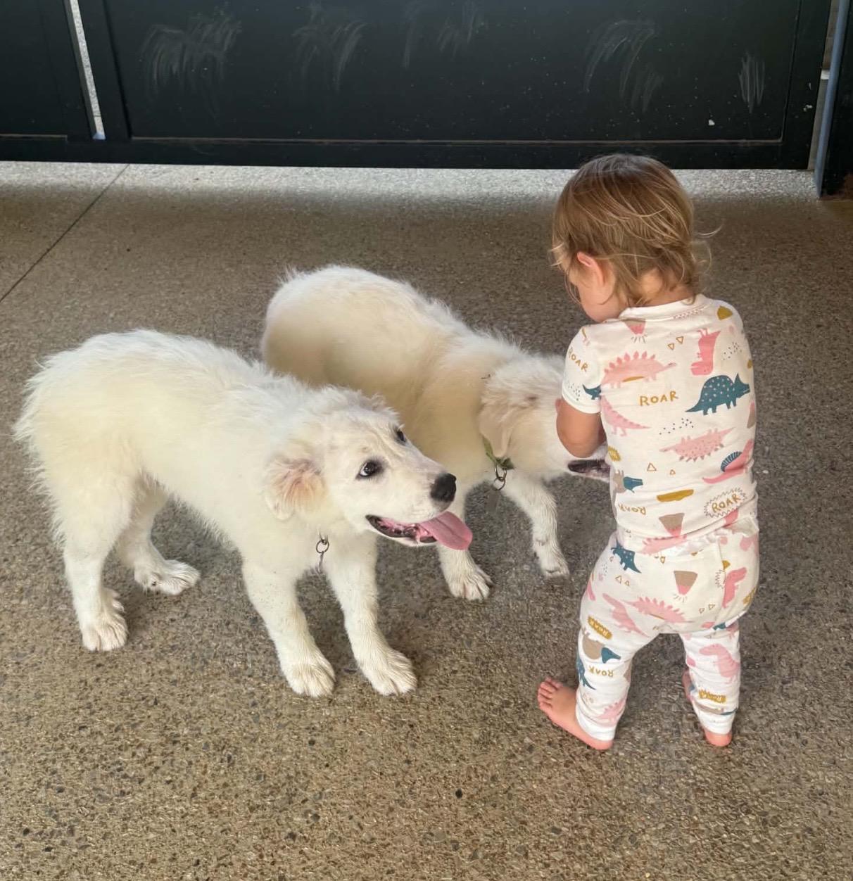 August, an adopted Great Pyrenees in Allentown, PA image 2/5