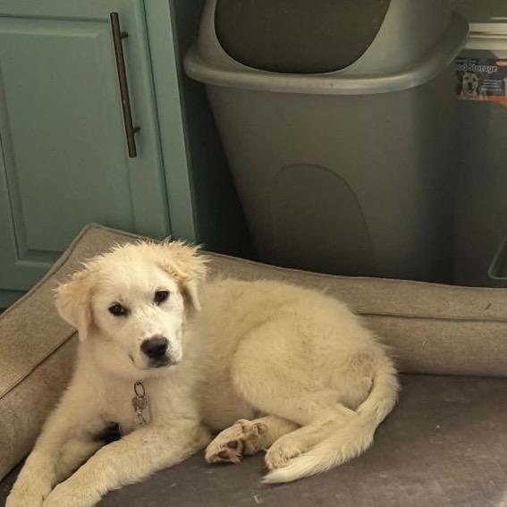 August, an adopted Great Pyrenees in Allentown, PA image 5/5