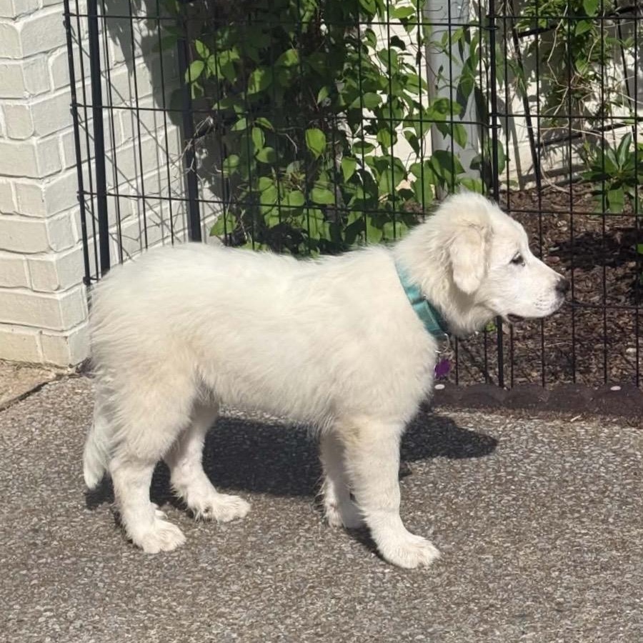 August, an adopted Great Pyrenees in Allentown, PA image 4/5