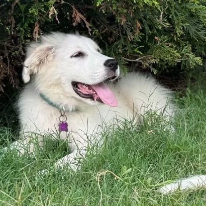 August, an adopted Great Pyrenees in Allentown, PA image 1/5