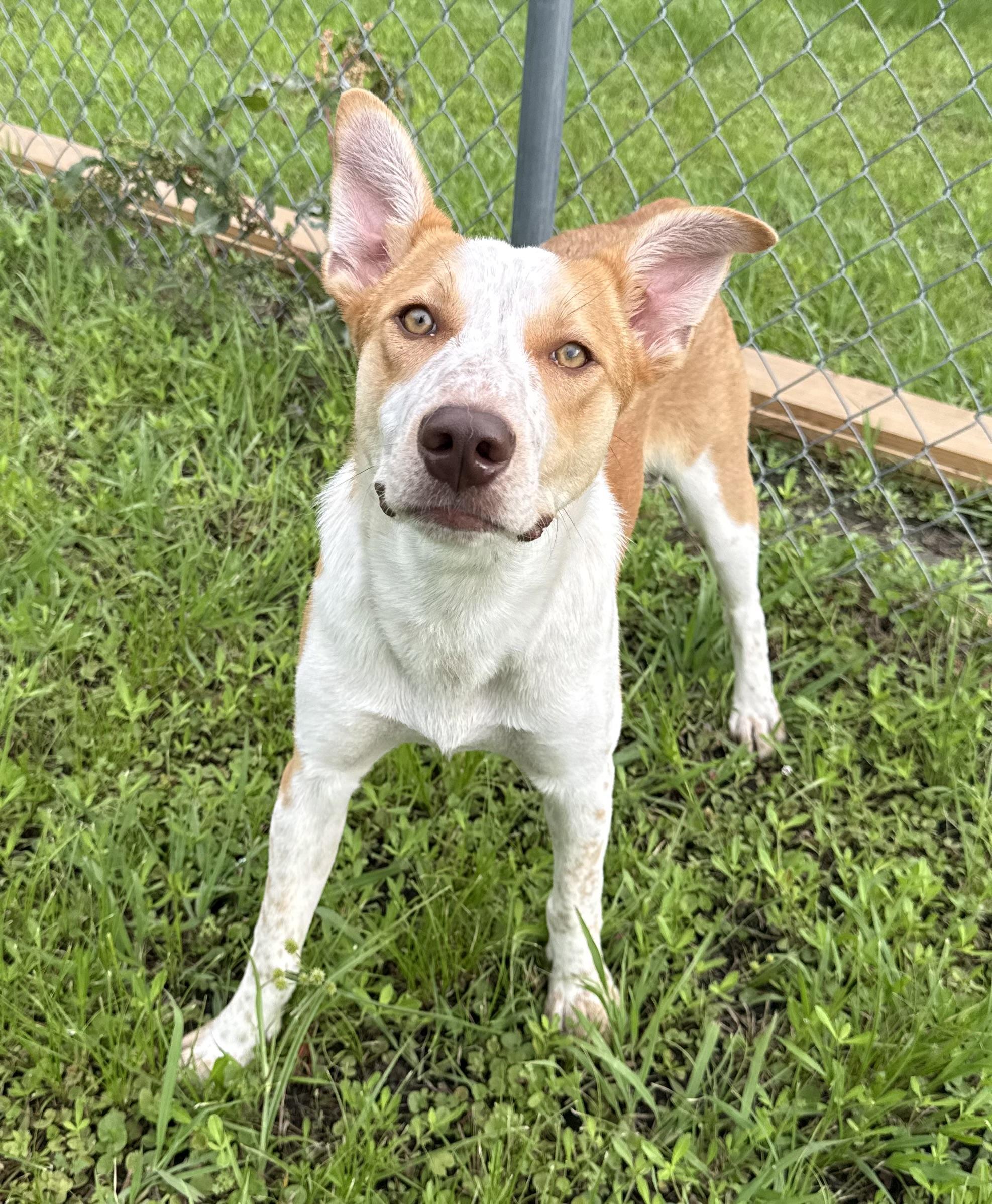 Skipper, Young Male Australian Cattle Dog / Blue Heeler