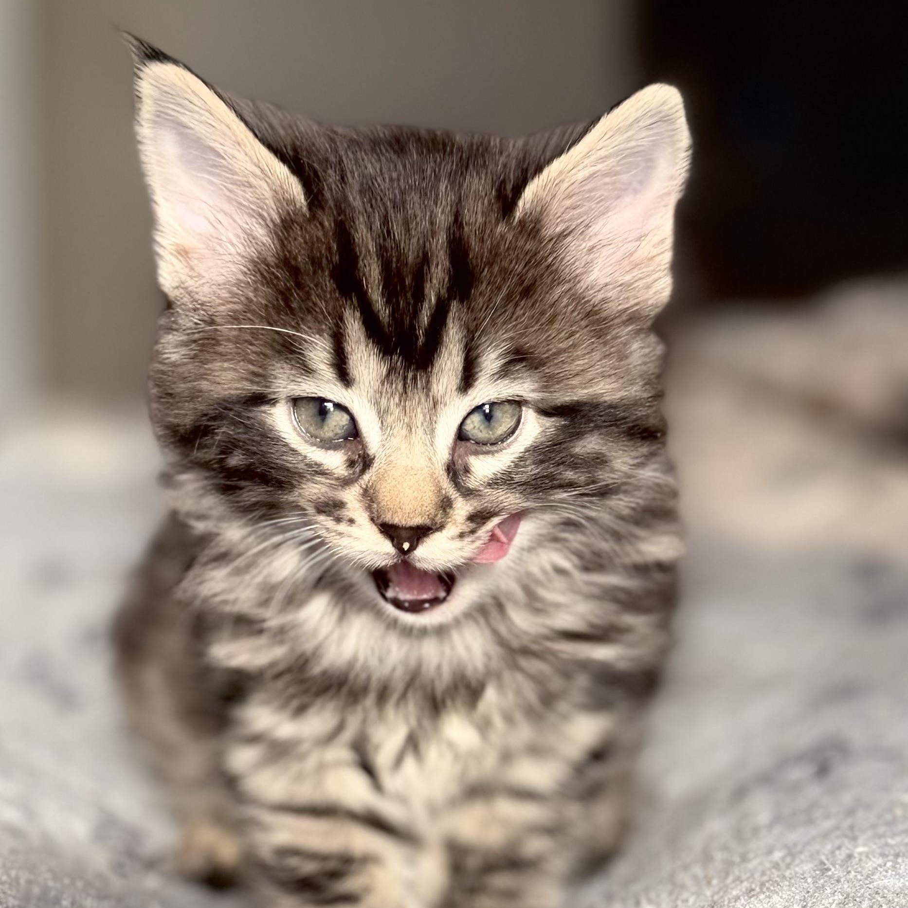 Enlarge Fern, a Adoptable Domestic Medium Hair in Ottawa, ON image 3/6