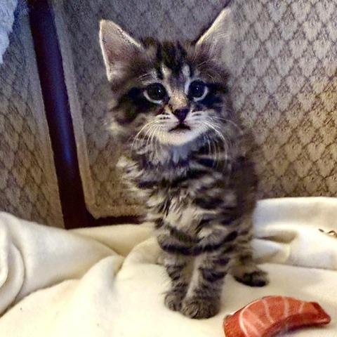 Enlarge Fern, a Adoptable Domestic Medium Hair in Ottawa, ON image 5/6