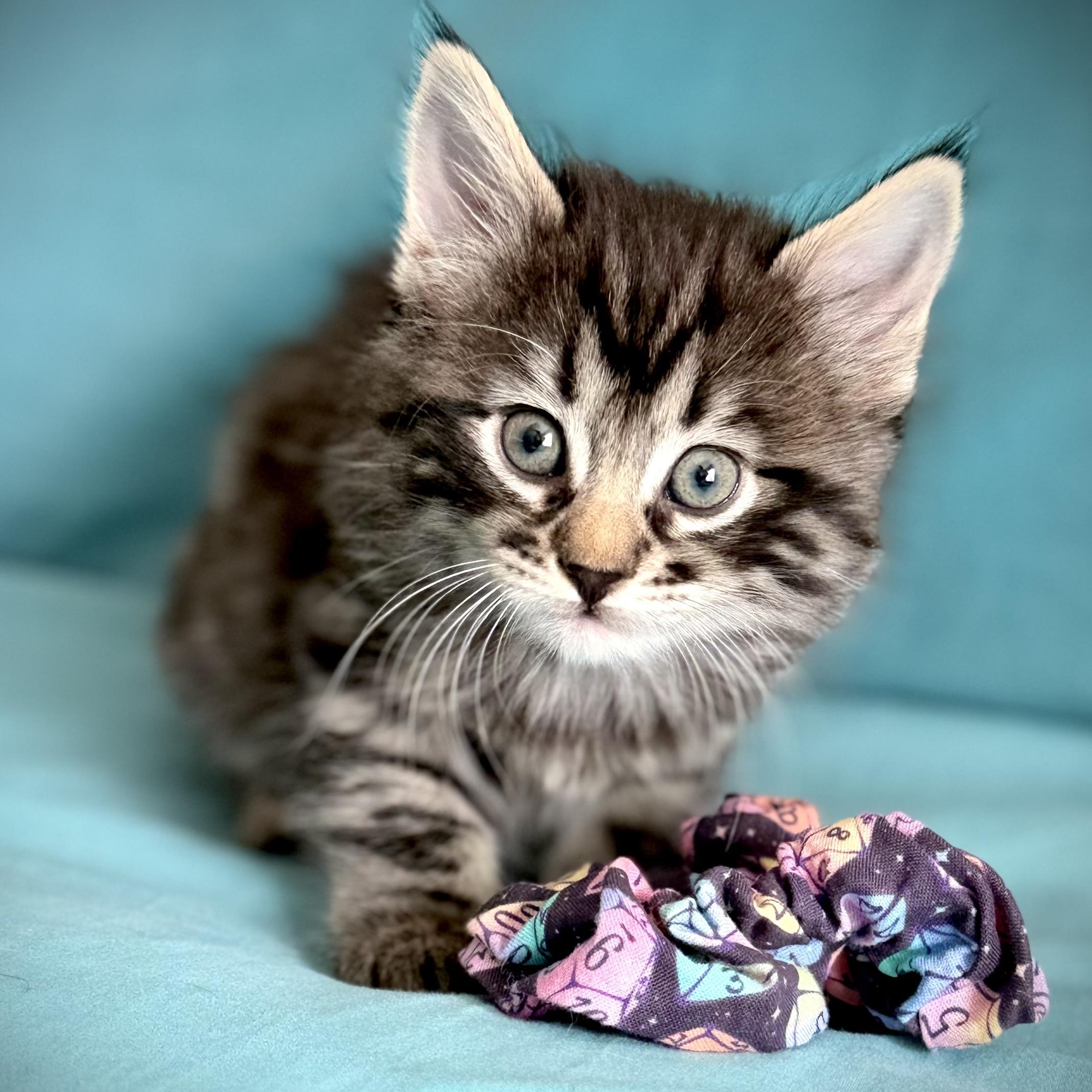 Fern, Adoptable, Kitten Female Domestic Medium Hair.